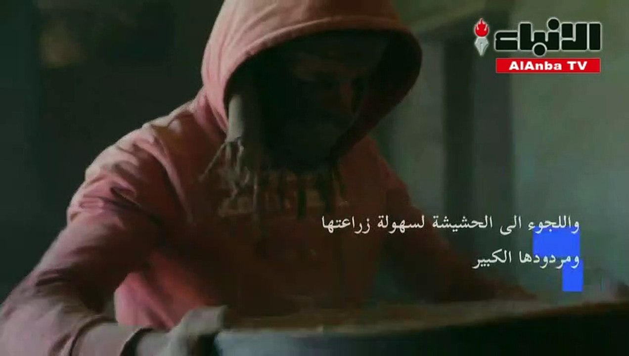 لبنانيون يلجأون إلى زراعة الحشيشة على وقع الانهيار الاقتصادي غير المسبوق