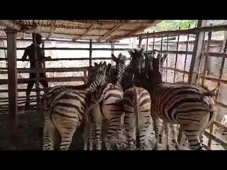 গরুর হাটে মিললো ১০ জেব্রা || Jagonews24.com