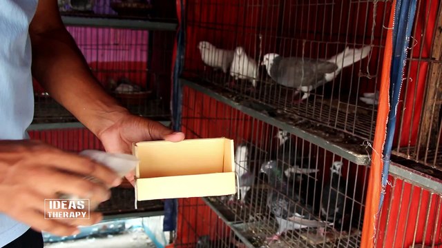 How To Make Easy Pigeon Feeder | Unique Home Bird Feeder | Easy Hand Made DIY Feeder | Ideas Therapy