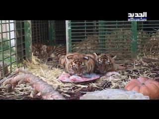 ثلاثة نمور تعبر مطار بيروت الدولي