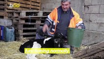 North Macedonian Farmer Takes Care of Two-Headed Calf!