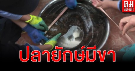 (คลิป) หนิงเซี่ยพบ ซาลาแมนเดอร์ หนักกว่า 20 กิโลกรัม คาดอายุร่วม 50 ปี