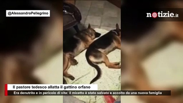 Pastore tedesco allatta il gattino orfano: Era in fin di vita, ma ora è con la sua nuova famiglia