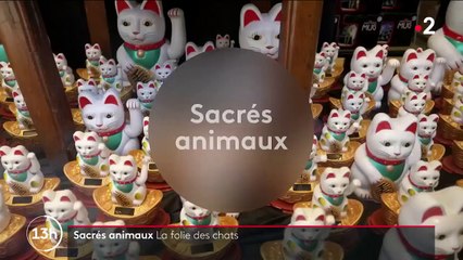 Asie : la folie autour des chats