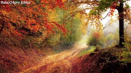 Relaxing Walk in the Rain and Nature Sounds for Sleep and Relaxation