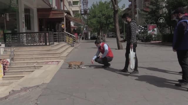 Gönüllü gençler, sokağa çıkma kısıtlamasında yiyecek bulmakta zorlanan hayvanları besledi