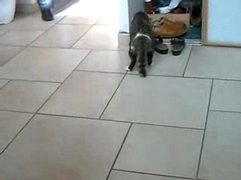 Chat Bourre Video Dailymotion