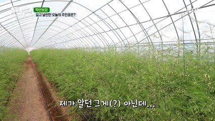 피로를 날리는 제철 채소를 찾아서~