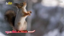 Skiing and Riding Snowmobiles Are What These Squirrels Love Doing The Most!
