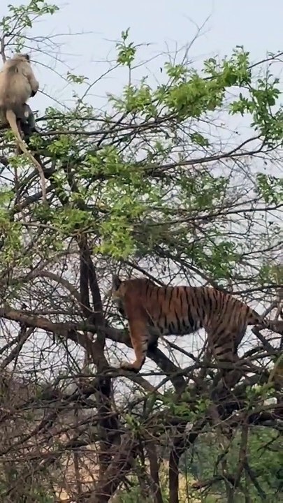 ஒரு குரங்கு புலியிடம் இருந்து தன் குட்டியை காப்பாற்ற செய்யும் முயற்சிகளை பார்க்கும்போது அன்னை பாசம் வெளிப்படுகிறது. எந்த உயிரினமாக இருந்தாலும் தாய் தாய்தான்...