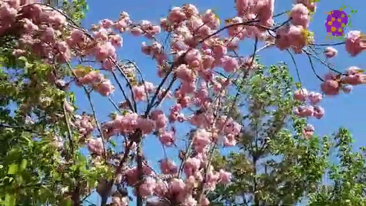 15 Minute Therapeutic Deep Sleep Music | Slow | Instrumental | Meditation | Present Moment | Calming | Soothing | Anxiety Relief | Study | Sleep | Focus | Positive Energy