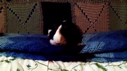 CAVIA PORCELLUS PARSLEY 102_4438