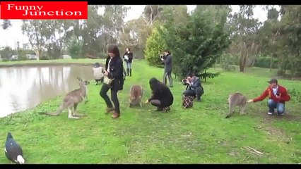 No1. Funny Short Videos | Cute and Funny Cat Videos Compilation #01 | Aww Animals