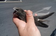 SEO Birdlife denuncia que las obras en el Hospital Provincial amenazan a la mayor colonia de vencejos de Córdoba