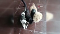 Köpekle kedilerin sevimli dostluğu