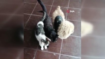 Köpekle kedilerin sevimli dostluğu