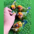 Funny Parrots Videos Compilation Cute Moment Of The Animals - Cutest Parrots #42 - Compilation 2021