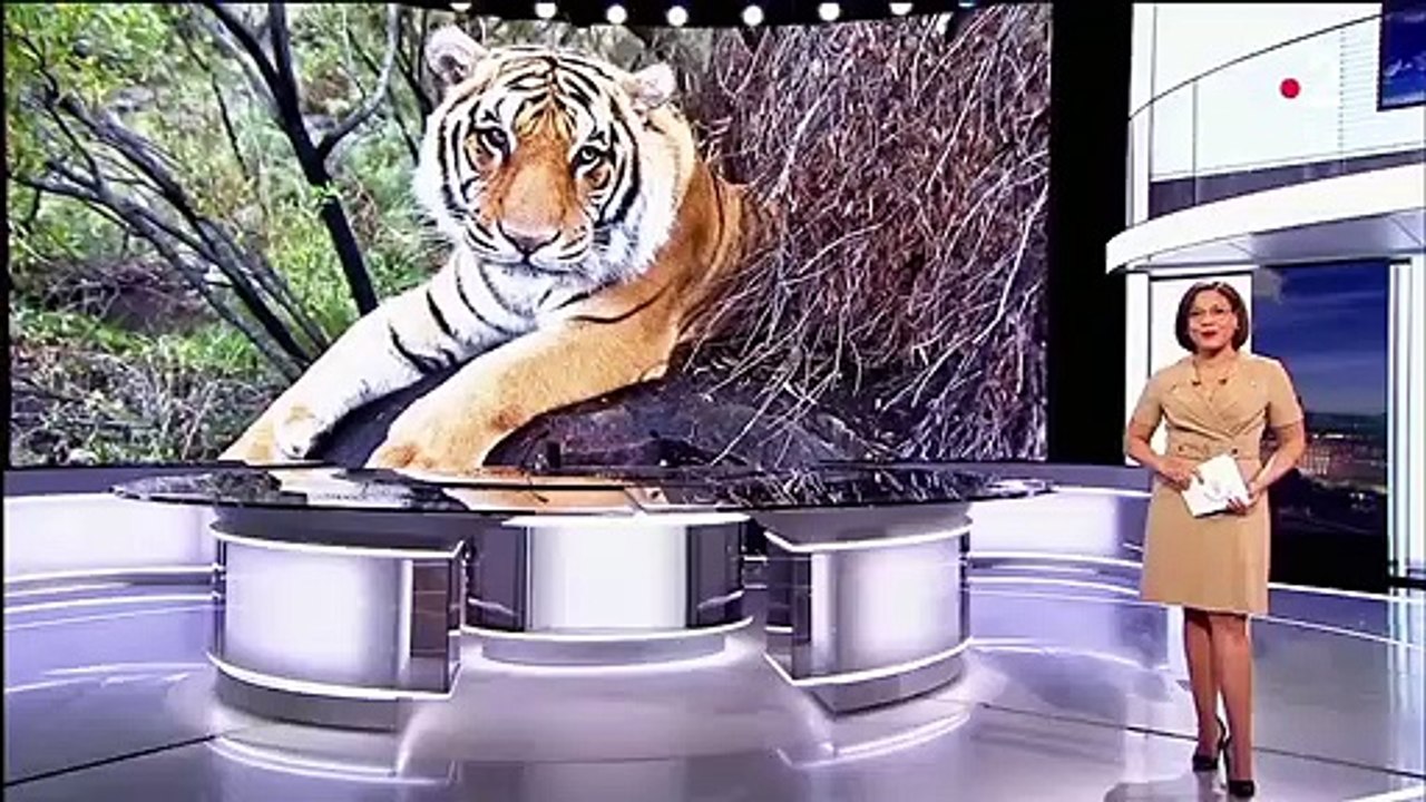 Inde : à la recherche des tigres du Bengale