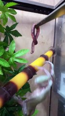Pet Frog Fails at Snatching Worm