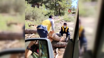 Hastaya yetişmeye çalışan 112 ekibine kütük engeli