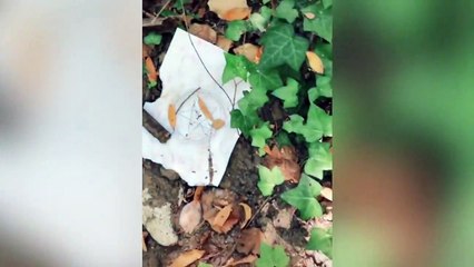 Top 5 Videos Escalofriantes De Encuentros Con Lo Paranormal