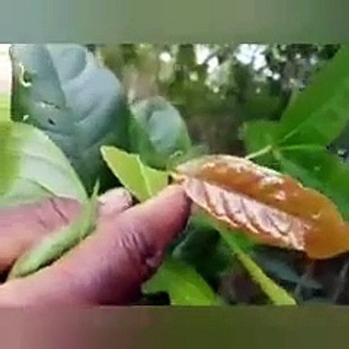 Vénéré Plantes Médicinales D'Amazonie