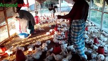 Village boiler farm Latest Broiler Poultry