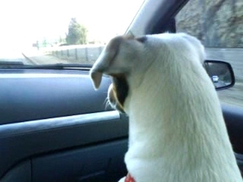 Parson Jack Russell en auto