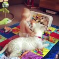 Adorables Bébés Jouant Avec Des Chiens  - Compilation De Bébés Drôles