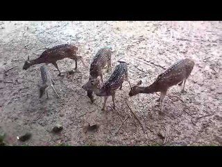 চিড়িয়াখানার হরিণ দর্শণ | Jagonews24.com