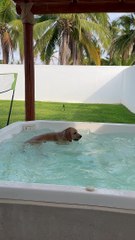 Golden Puppy Has Great Time in Hot Tub