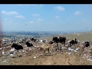 أبقار وأغنام ترعى في مكبّ نفايات!  - ليال بو موسى