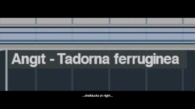 Havas Turkey / Finish / The Birds Will Be Back