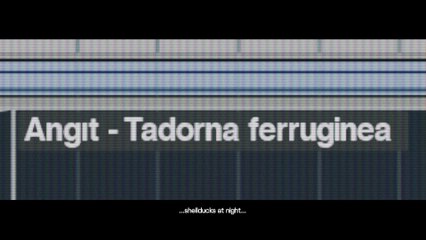 Havas Turkey / Finish  / The Birds Will Be Back