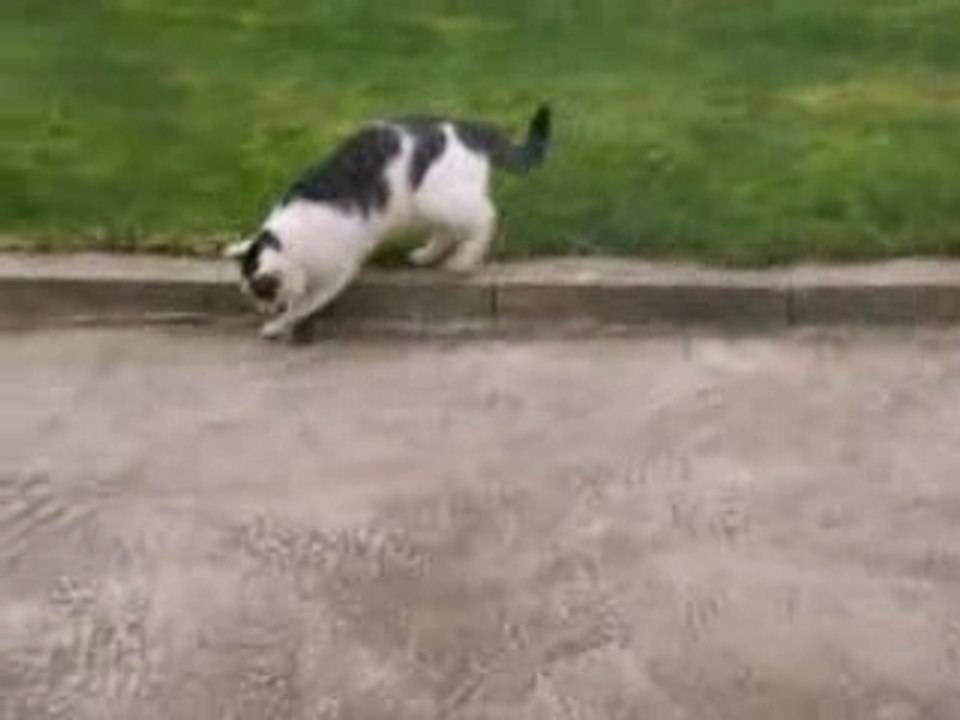 Chat vs souris