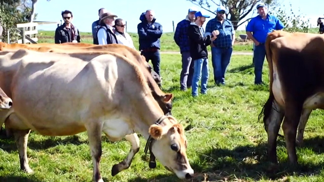 Dairy farmer hosts baristas at his farm in Gippsland