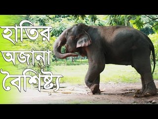 এই গ্রহের বৃহৎ প্রাণী হাতির অজানা বৈশিষ্ট্য |Jagonews24.com