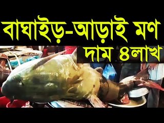 কুশিয়ারায় ধরা পড়ল আড়াই মণের বাঘাইড়, দাম ৪ লাখ | Jagonews24.com