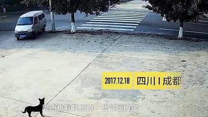 Polisler şaşkına döndü! Köpekleri saniyeler içinde...