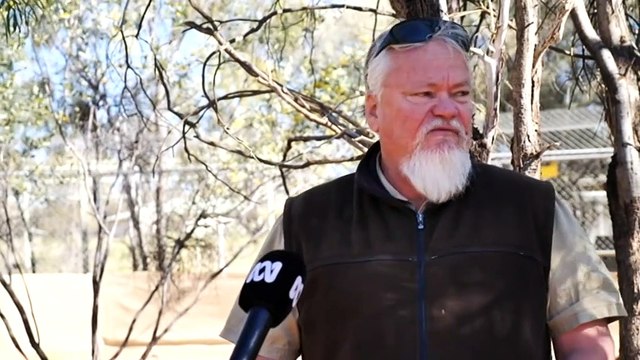 Litter of pups discovered near the NT's Todd River