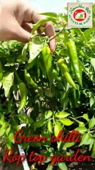 Green chilli কাঁচা মরিচ চাদ বাগানে