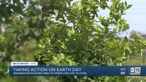 Group to plant 100 trees in S. PHX to help with heat, food