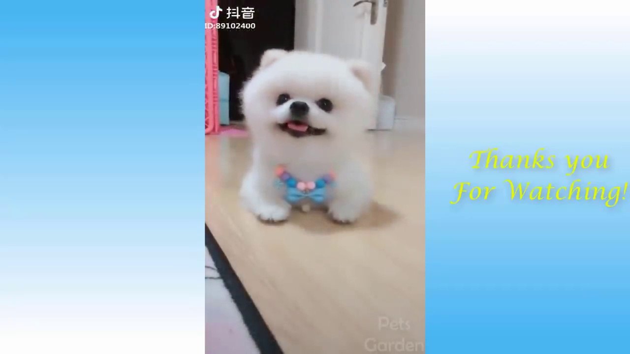 Cute Pets And Funny Animals Compilation #43 - Pets Garden