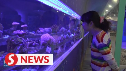 Rescuing coral in south China