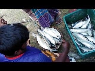 ৩শ থেকে সাড়ে ৪শ টাকায় মিলছে এক কেজি ইলিশ | Jagonews24.com