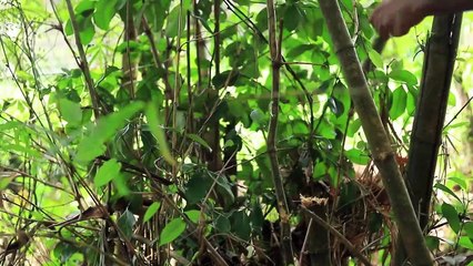 Friends - Hd - Let'S Play Bamboozled! (1/2)