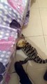 Ce petit crocodile de compagnie est parfaitement dressé