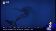 Une série documentaire sur les baleines, produite par James Cameron, arrive sur Disney 