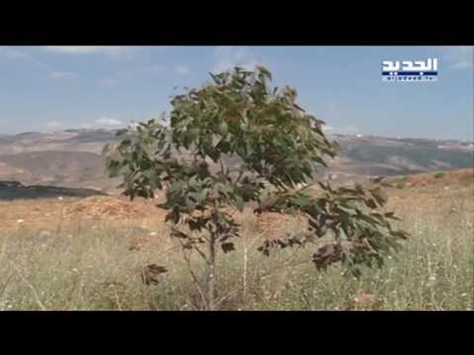 بعد شجرة العديسة    شجرة راميا ترعب العدو الإسرائيلي -  جهاد زهري