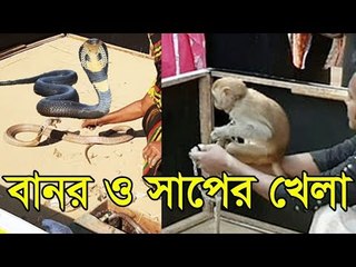 বানর ও সাপের খেলা | Jagonews24.com